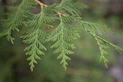 Thuja occidentalis