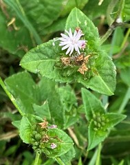 Elephantopus carolinianus