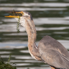 Ardea purpurea manilensis