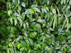 Elatostema cyrtandrifolium