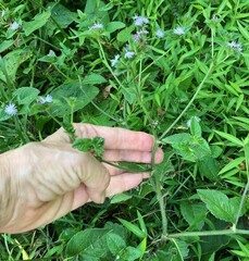 Elephantopus carolinianus