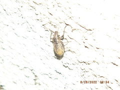 Naupactus leucoloma