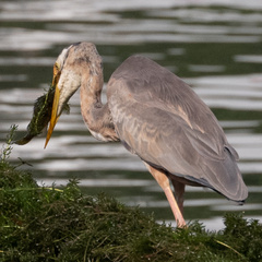 Ardea purpurea manilensis