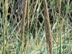 Ammophila breviligulata