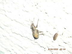 Naupactus leucoloma