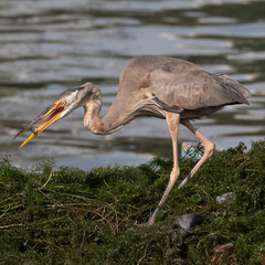 Ardea purpurea manilensis