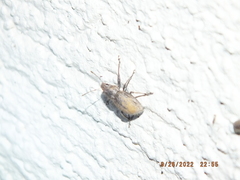 Naupactus leucoloma