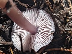 Mycena pura