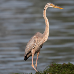 Ardea purpurea manilensis