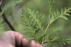 Thuja occidentalis