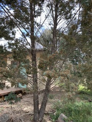 Callitris glaucophylla