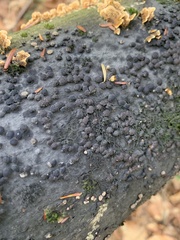 Hypoxylon fragiforme