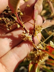 Cuscuta subinclusa