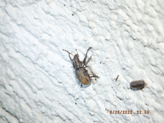 Naupactus leucoloma
