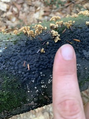Hypoxylon fragiforme