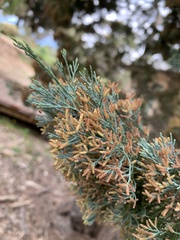 Callitris glaucophylla