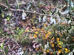 Styphelia biflora
