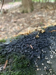Hypoxylon fragiforme