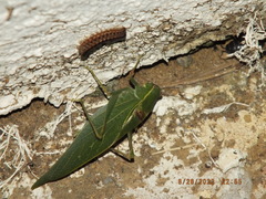 Microcentrum retinerve