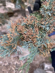 Callitris glaucophylla