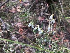 Styphelia biflora