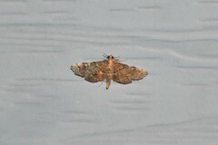 Anageshna primordialis