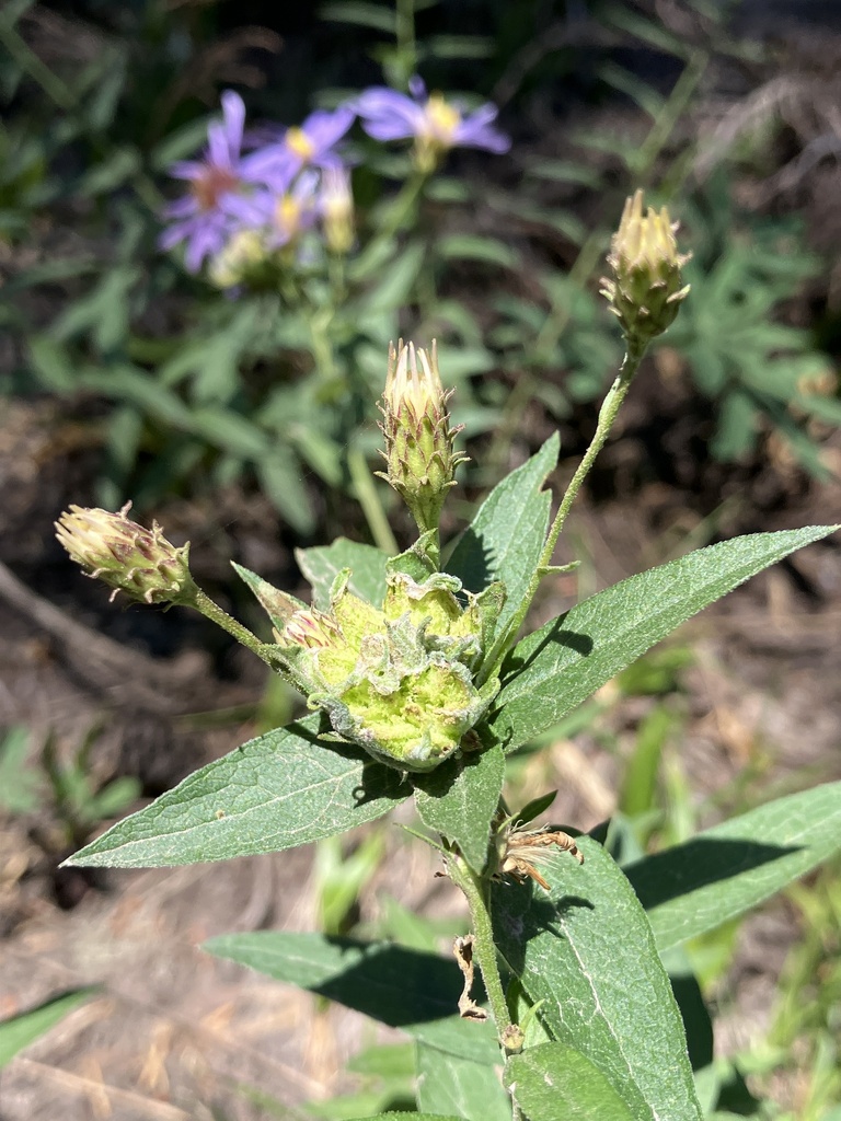 Rhopalomyia from Mt. Hood Park Division Recreation Area, Government