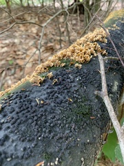 Hypoxylon fragiforme