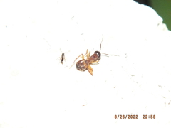 Camponotus americanus