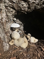 Leucocoprinus cepistipes