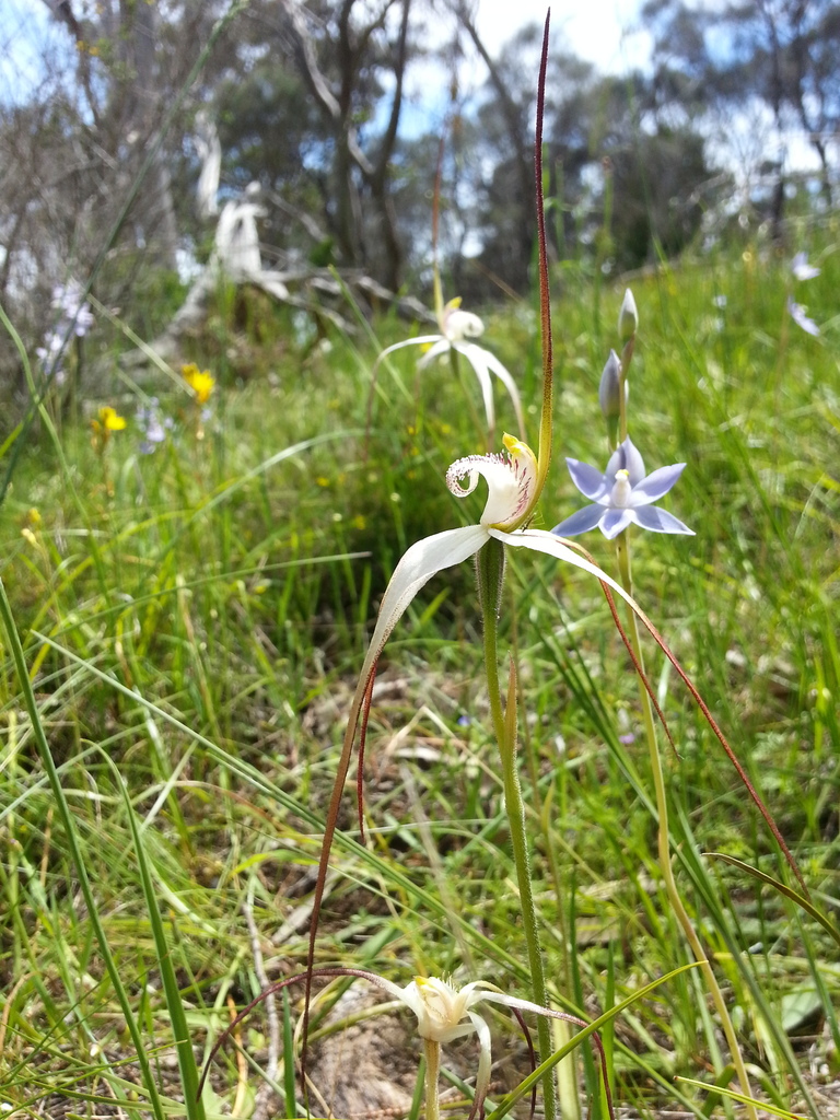Caladenia argocalla