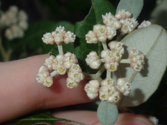 Spyridium globulosum