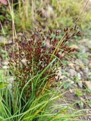 Panicum virgatum