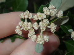 Spyridium globulosum