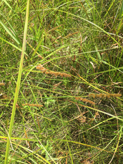 Carex vulpinoidea