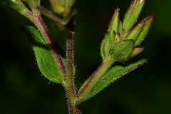 Stevia elatior