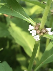 Mentha canadensis