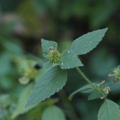 Galeopsis