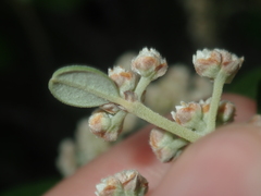 Spyridium globulosum