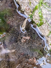 Anthopleura artemisia