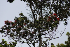 Metrosideros polymorpha