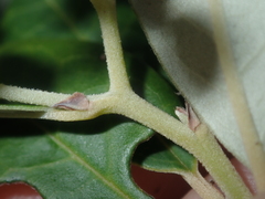 Spyridium globulosum