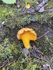 Cantharellus