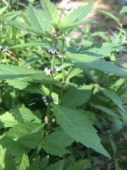 Mentha canadensis