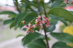 Euonymus cochinchinensis