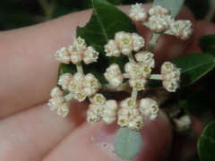 Spyridium globulosum