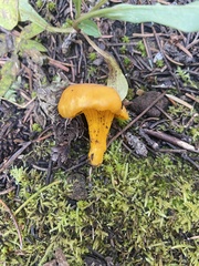 Cantharellus
