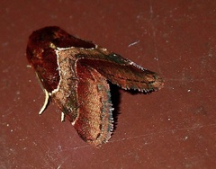 Schinia arcigera