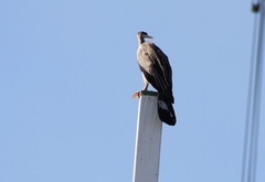Anhinga novaehollandiae