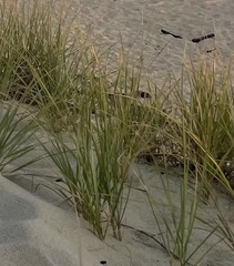 Ammophila